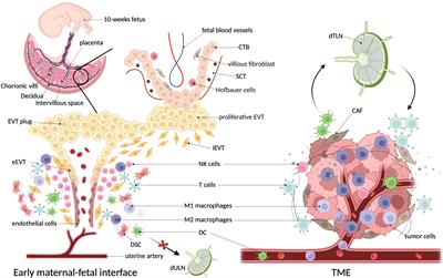 Macrophage plasticity and function in cancer and pregnancy